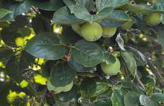 Agriturismo Alla Vigna - Foto 2