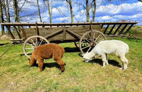 Gelbes Haus Seenland Ferienwohnungen XL - Foto 34