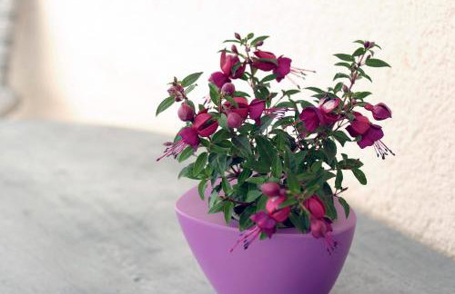 Stela Apartments - Foto 40