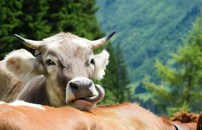 Apartment in Damuls Near Ski Slopes - Photo 35