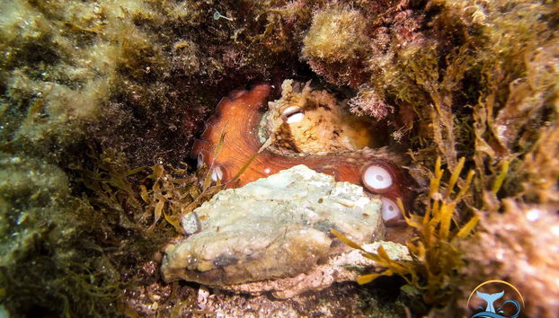 La maison de la pieuvre