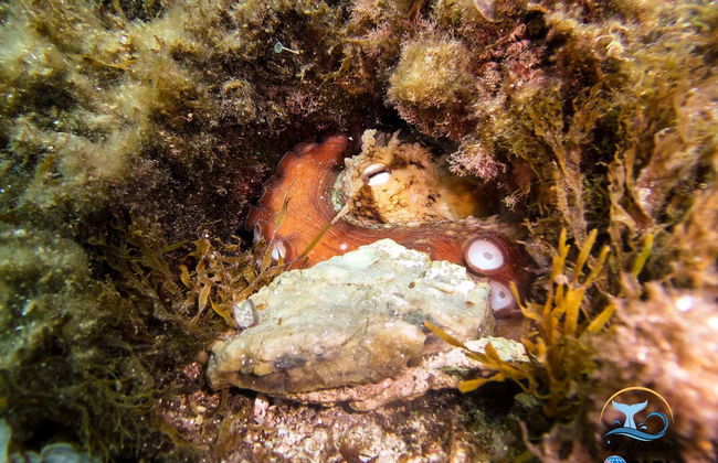 Plongée à Cala Portals Nou - Photo 3