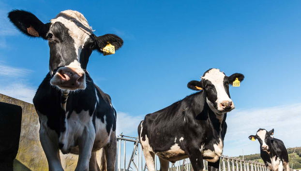 Visit to the Subaida Cheese Factory - Photo 2