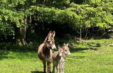 Willowbank House & Farm - Foto 13