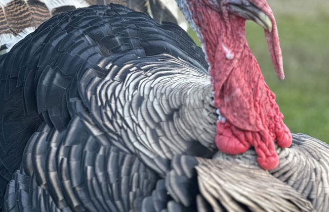 Gratton Grange Farm Holiday Cottage - Foto 30