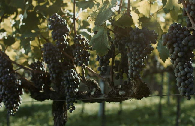 Tren Maria Fumaça + Visita a la Vinícola Aurora - Foto 7