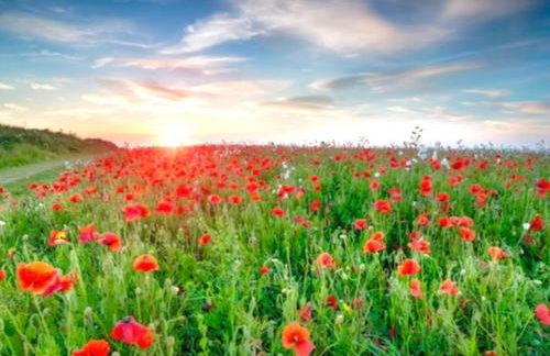 Romantic log-burner Cornish Cottage private garden dogs welcome - Photo 45