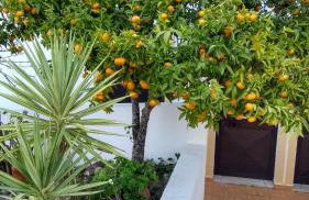 Feliz Apartments - Foto 47