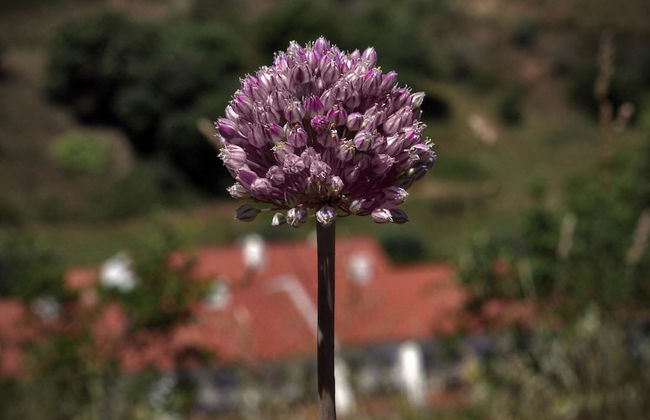 Quinta do Chocalhinho - Foto 32