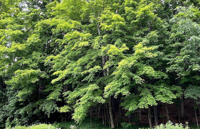 Mansion w 10 Bedrooms Pool and Theater - Foto 32