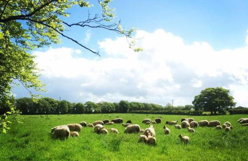 Y Boidy Bach - Photo 43