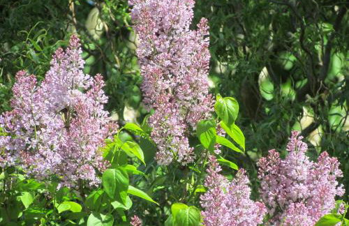 Historischer Davidshof - Mit dem Rad die Nordseehalbinsel erkunden - Foto 39