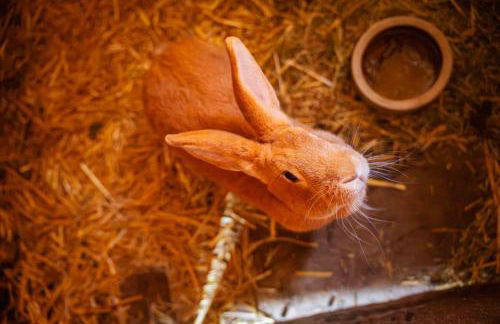 Ferienhaus Bührer - Foto 15