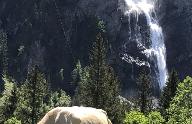 Sunnegruess - Foto 11