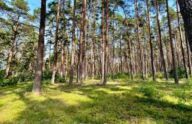 Forest Mood - Foto 60