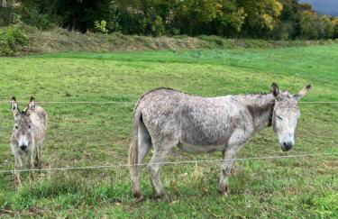 Chateau appartement tussen Mont Ventoux en Luberon - Foto 41