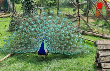 Ferienwohnung Ollywood, Natur pur im Westerwald, 2 bis 4 Personen - Foto 25