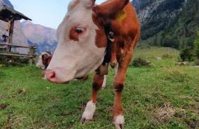 Apartment in der Alpenresidenz mit einem faszinierenden Ausblick - Foto 19