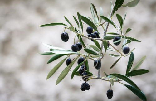 Tomas Ibarra Pool & Luxury - Foto 10