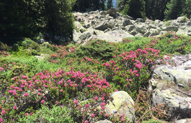 Amici 1. OG West - Foto 43