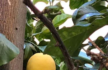 Cottage La Terrazza - Foto 10