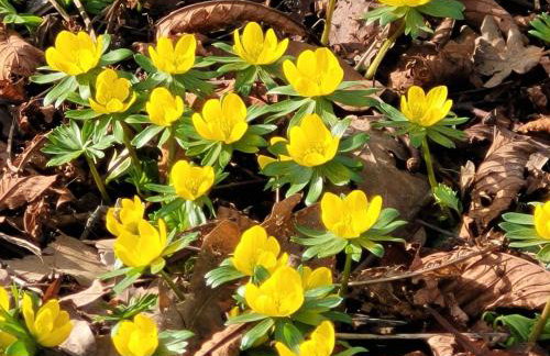 Blick In Den Garten - Foto 20