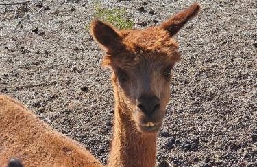 Mountain Farm Stay, Alpacas and Views, Royal Gorge 15min - Foto 56