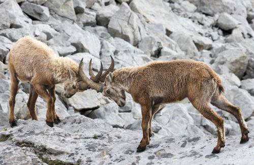 Chalet Les Erines - Foto 30