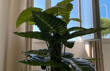 Sea Escape 2 - Foto 15