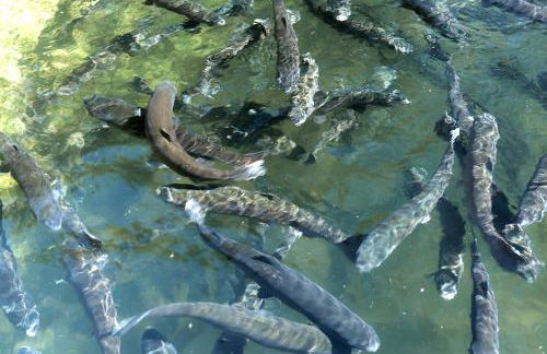 Casa da Tia Rita - Foto 31