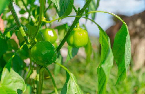 Villa Miradouro da Baleia (Heated Pool optional) - Foto 31