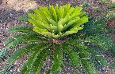 Villa Jalan - Foto 65