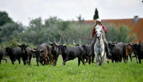 manade Blanc - Gite la Fenière - Foto 2