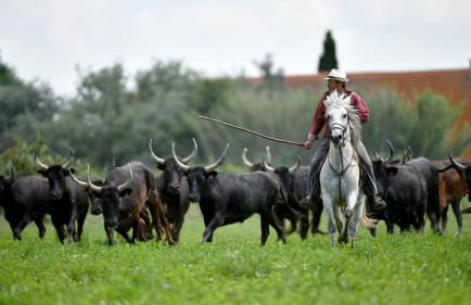 manade Blanc - Gite la Fenière - Foto 2
