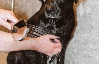 Ferienhaus TierbachLodge - Foto 48