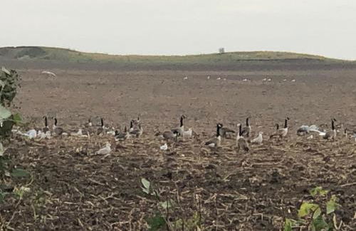 Ferienhäuser Ingrid Peters - Foto 7