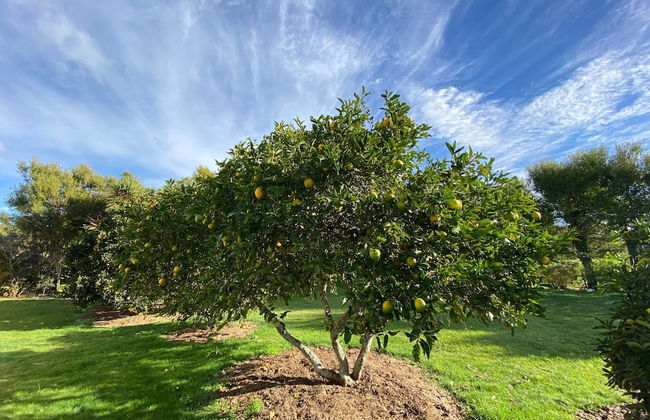 Paton s Beachfront Villa - Foto 26