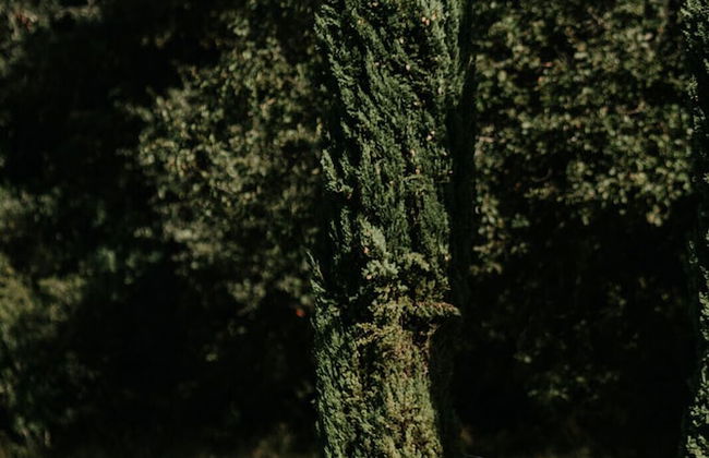 Ginestriccio - Foto 58