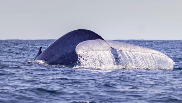 São Miguel Boat Ride + Whale Watching - Foto 4