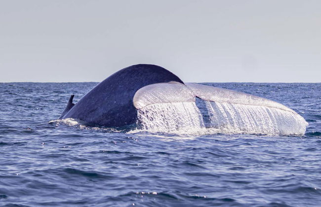 São Miguel Boat Ride + Whale Watching - Photo 1