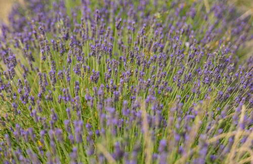 Agriturismo La Valle della Lavanda - Podere Mezzastrada - Foto 19