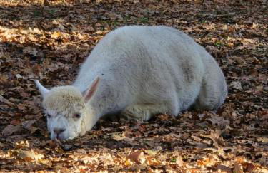 maison au calme avec piscine - Foto 6