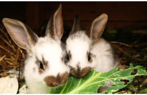 Lissi Apartment nur 5 Min vom Europa Park und direkt am Naturschutzgebiet - Foto 13