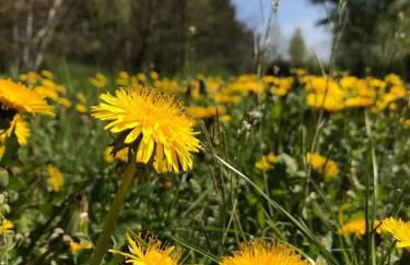 Zum Bothmerschen Krug - Photo 20