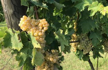 Agriturismo La Montina - Foto 51