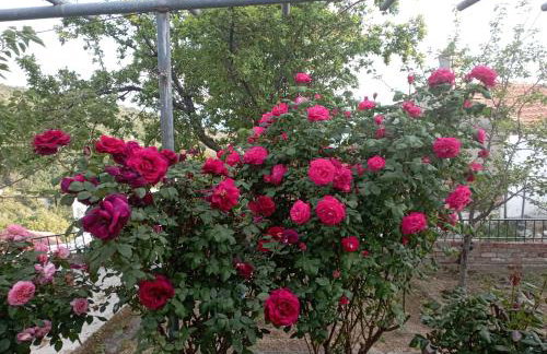Rose Garden Cottage - Foto 17
