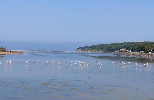 La franqui , nouveau , Duplex pour 2 ou 3 ,piscine, mer ,soleil , station familiale - Foto 42