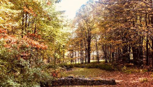 Catskills Enchanted Forest - Foto 3