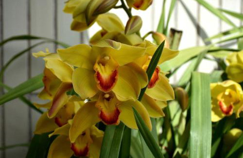 Orchid House - T1 Apartment - Foto 5