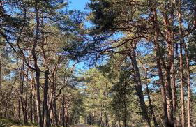 Oasis of Nature - Foto 41